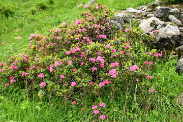 Alpenrosenblüte im Sommer