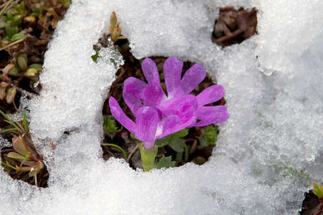 Frühling im Reintal